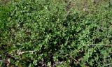 род Euphrasia
