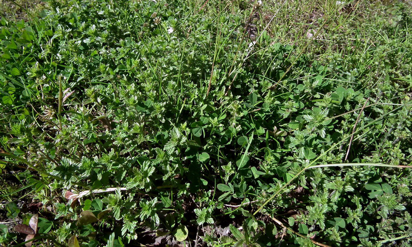 Image of genus Euphrasia specimen.