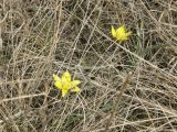 Tulipa uniflora. Цветущие растения. Республика Хакасия, Алтайский р-н, гора Самохвал. 26 апреля 2009 г.