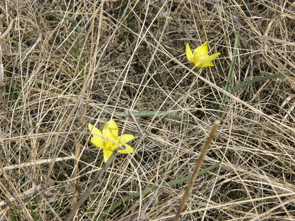 Изображение особи Tulipa uniflora.