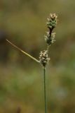 Carex adelostoma. Верхушка плодоносящего растения. Заболоченная тундра в окрестностях Мурманска, Лисья сопка. Конец августа 2008 г.