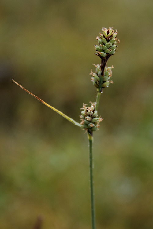 Изображение особи Carex adelostoma.