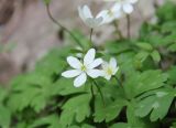 Hepatica falconeri