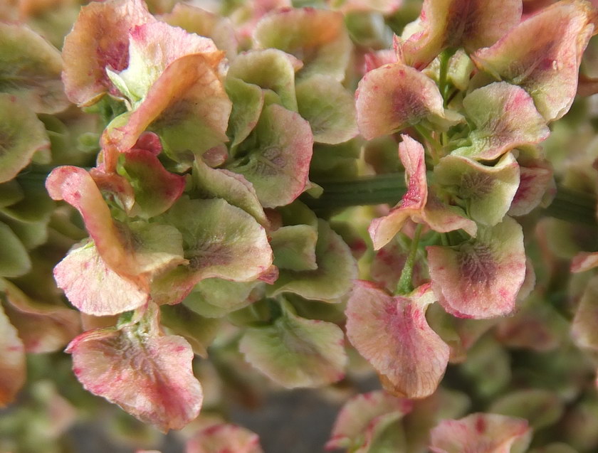 Image of Rumex longifolius specimen.