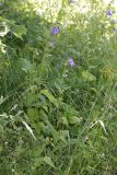 Campanula trachelium