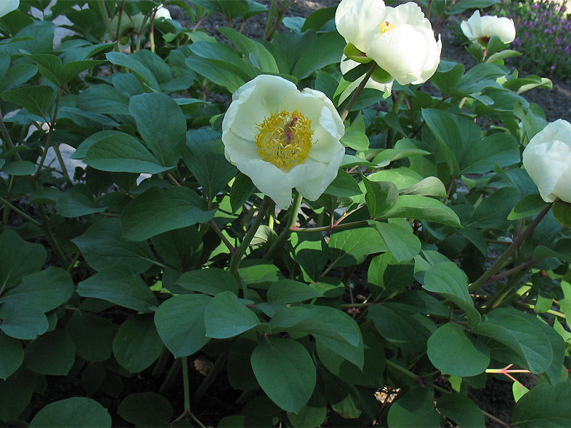 Изображение особи Paeonia mlokosewitschii.