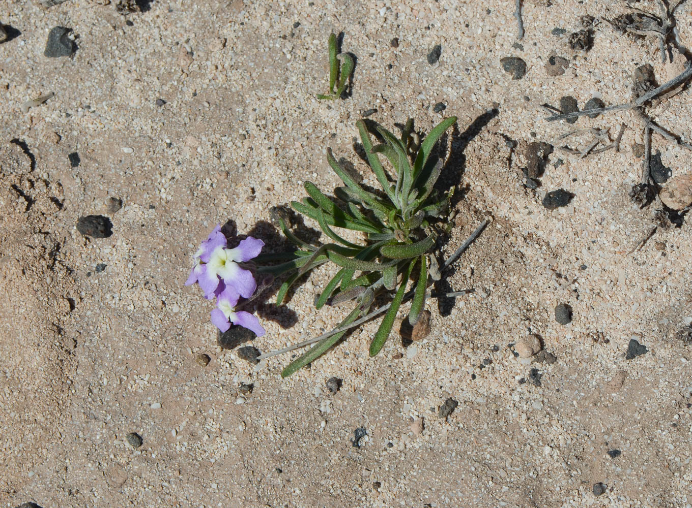 Изображение особи Matthiola fruticulosa var. bolleana.