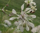 Silene saxatilis. Цветок. Адыгея, Кавказский биосферный заповедник, Фишт-Оштенский массив, высокогорное плато на юго-восточном склоне горы, выс. ≈ 2200 м н.у.м. 13.08.2016.