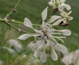 Silene saxatilis