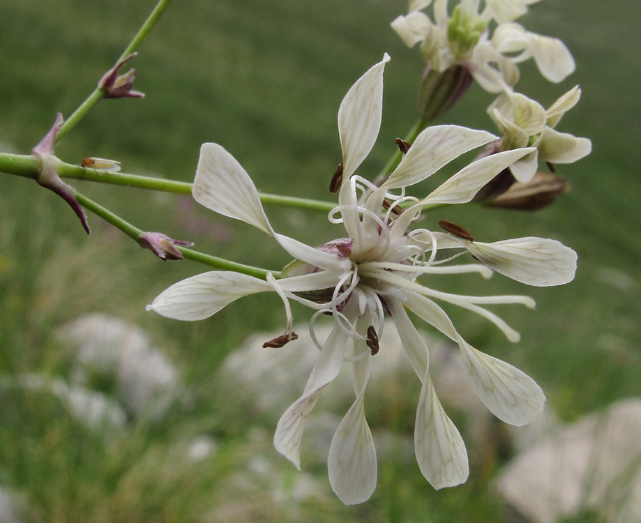 Изображение особи Silene saxatilis.