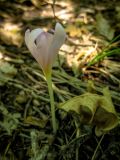 Colchicum umbrosum. Цветущее растение. Крым, Балаклавский р-н, окр. пещерного монастыря Шулдан. 12.08.2016.