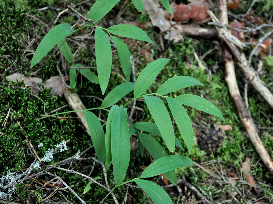 Image of Polygonatum odoratum specimen.