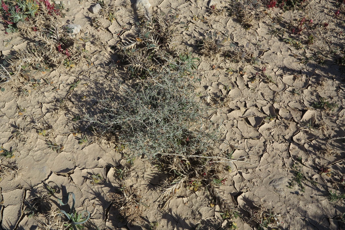 Image of Helianthemum lippii specimen.