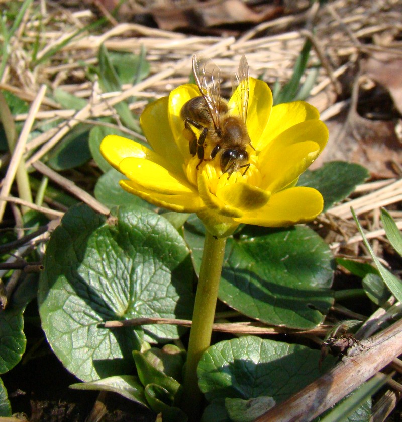 Image of Ficaria calthifolia specimen.