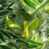 Astragalus sieversianus. Средняя часть генеративного побега. Сырдарьинский Каратау, Каратауский заповедник, ур. Казанбулак, крупнозлаковое сообщество по пологосклонному борту долины реки. 25.04.2013.