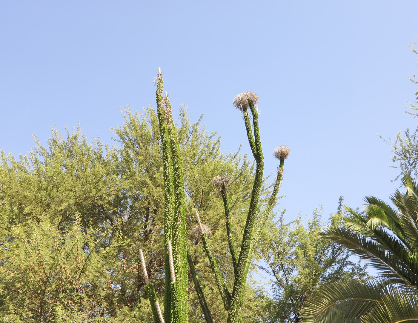 Image of Alluaudia ascendens specimen.