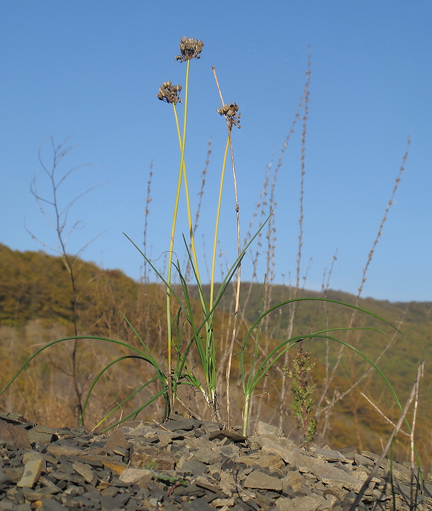 Изображение особи Allium psebaicum.