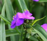Tradescantia virginiana