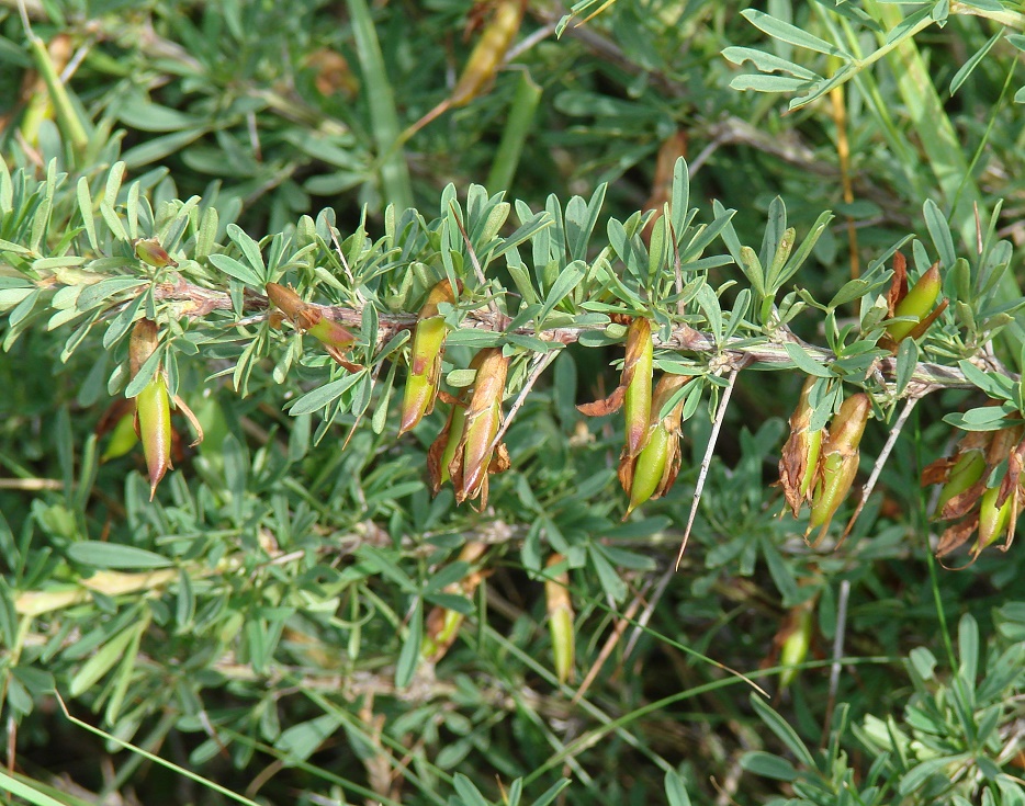 Изображение особи Caragana spinosa.