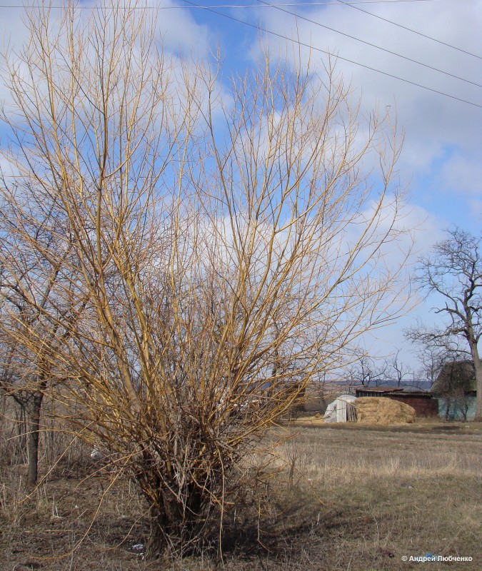 Image of Salix hexandra specimen.