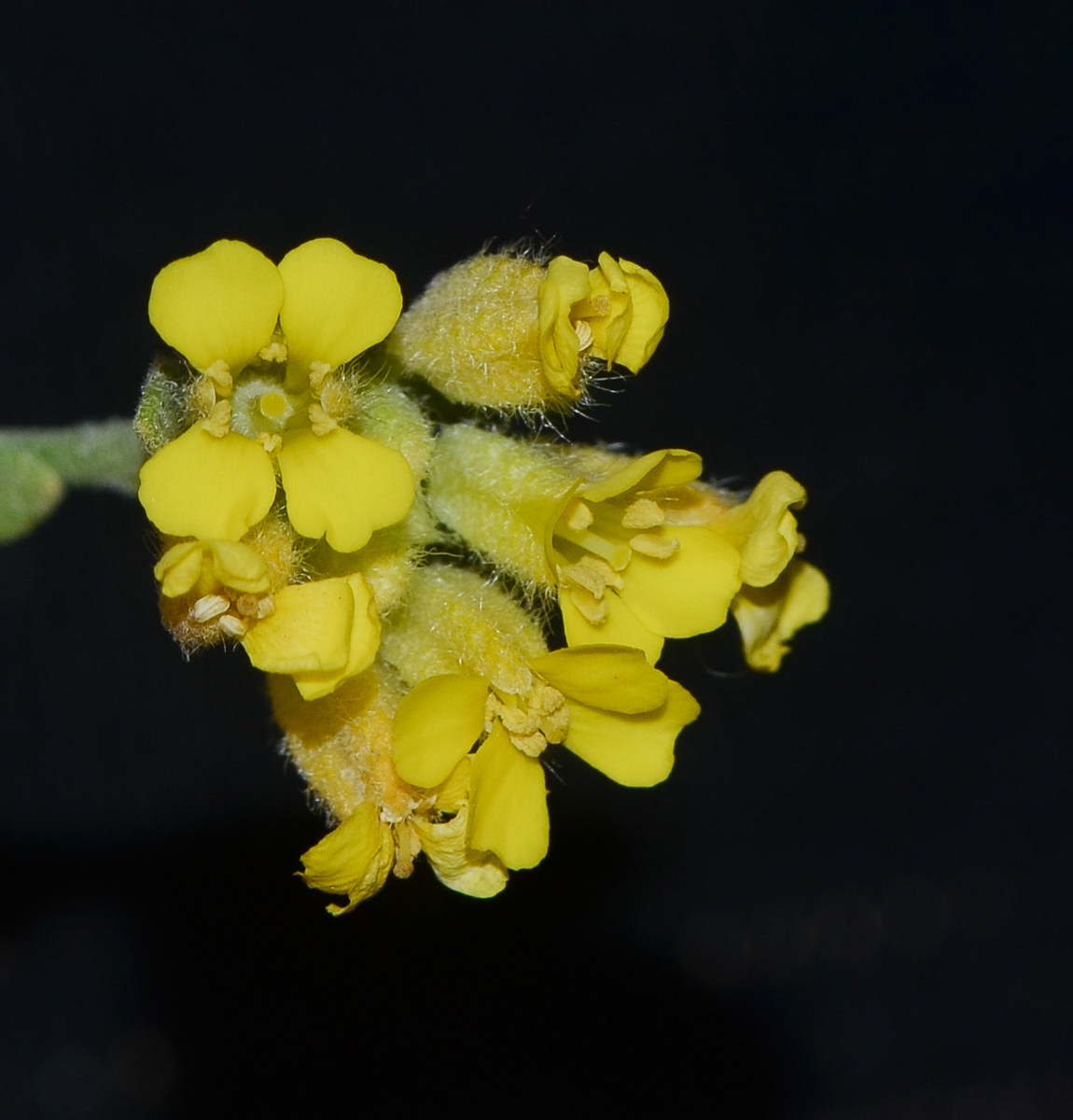 Изображение особи Alyssum baumgartnerianum.