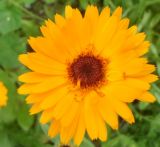 Calendula officinalis. Соцветие. Тверская обл., Весьегонск, в культуре. 18 июля 2016 г.