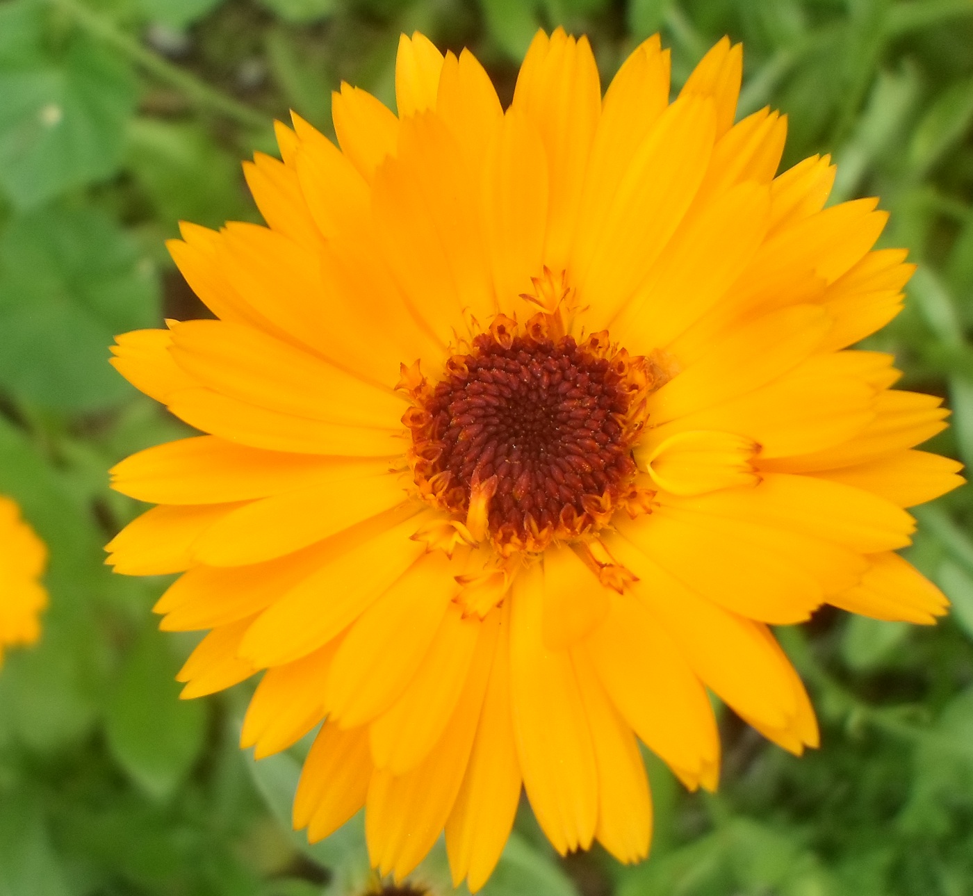 Изображение особи Calendula officinalis.