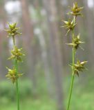 Carex echinata