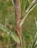 Tragopogon podolicus. Нижняя часть стебля. Украина, г. Запорожье, ул. Юности. 18.06.2016.