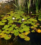 Nymphaea alba