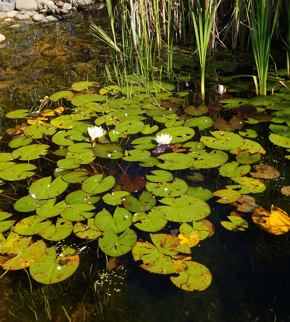 Изображение особи Nymphaea alba.