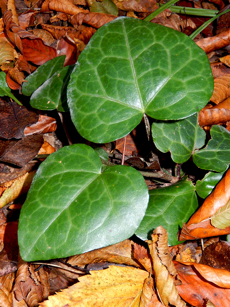 Image of Hedera colchica specimen.