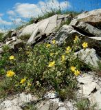 Helianthemum ovatum