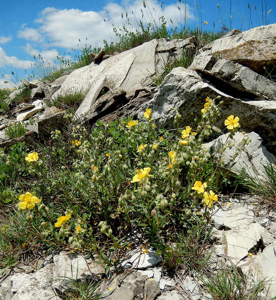 Image of Helianthemum ovatum specimen.