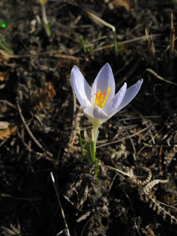 Изображение особи Crocus reticulatus.