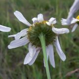 Tripleurospermum inodorum