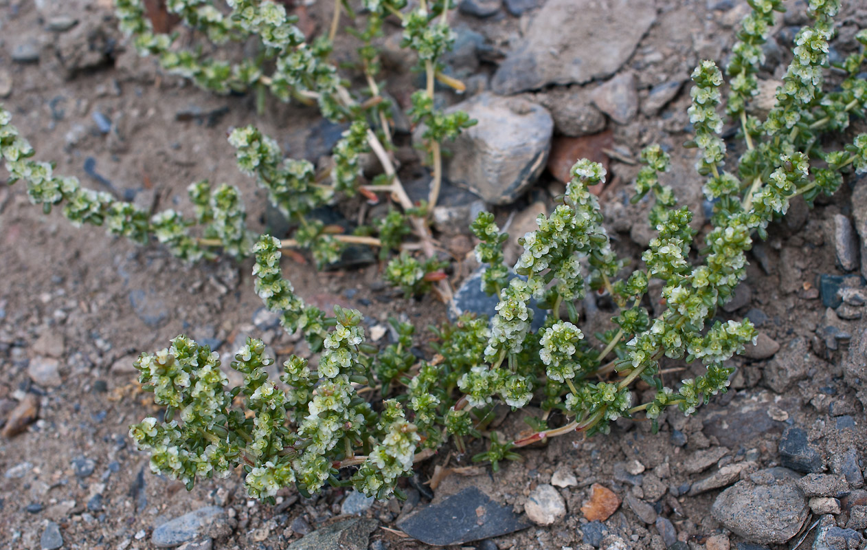 Изображение особи Halogeton glomeratus.