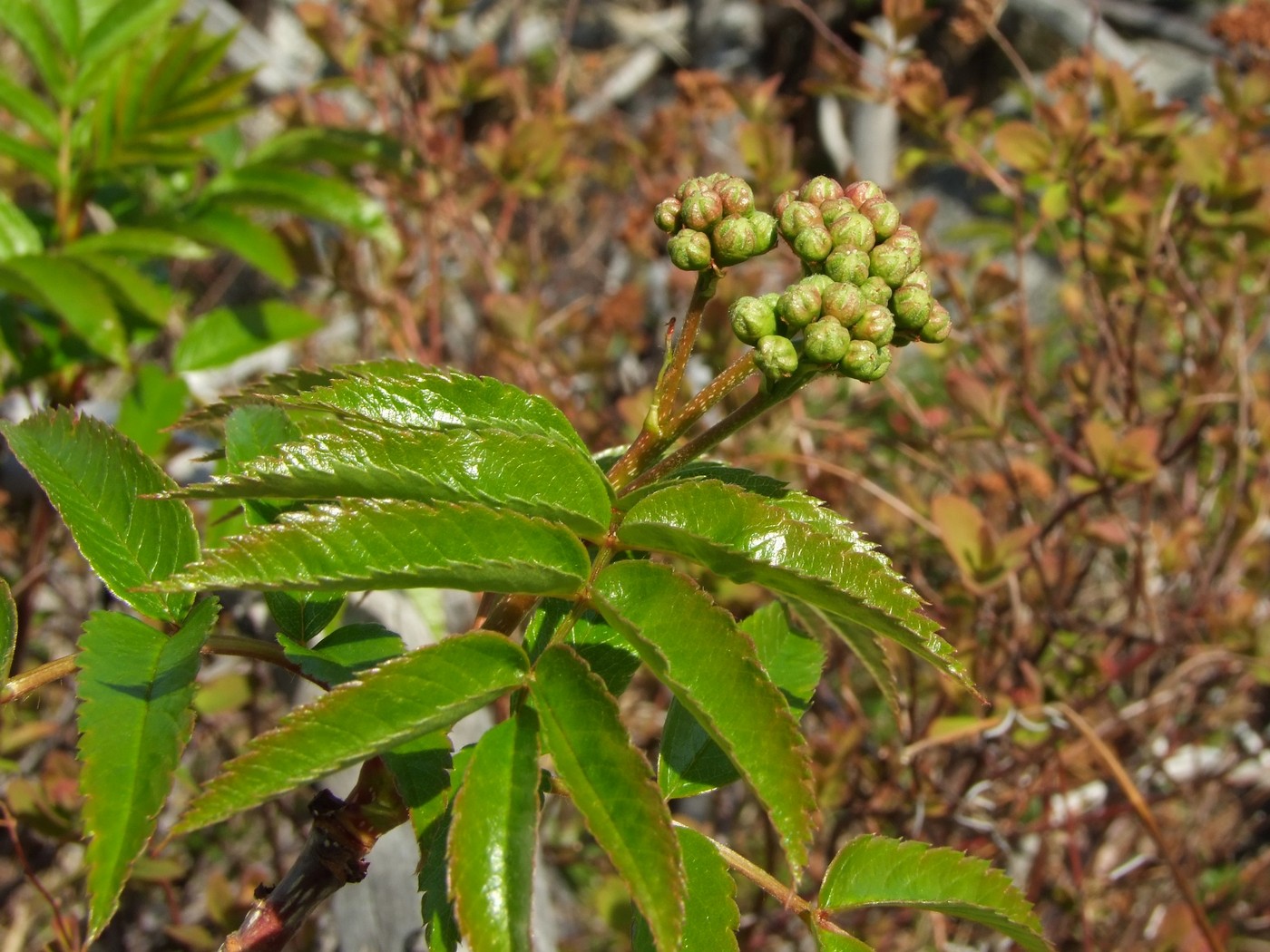 Изображение особи Sorbus sambucifolia.