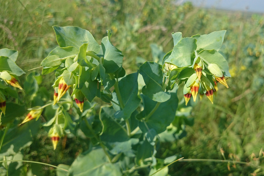 Image of Cerinthe minor specimen.