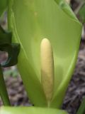 Arum italicum