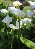 Zantedeschia aethiopica. Верхние части цветущих растений. Южный берег Крыма, Никитский ботанический сад, в культуре. 14 мая 2014 г.