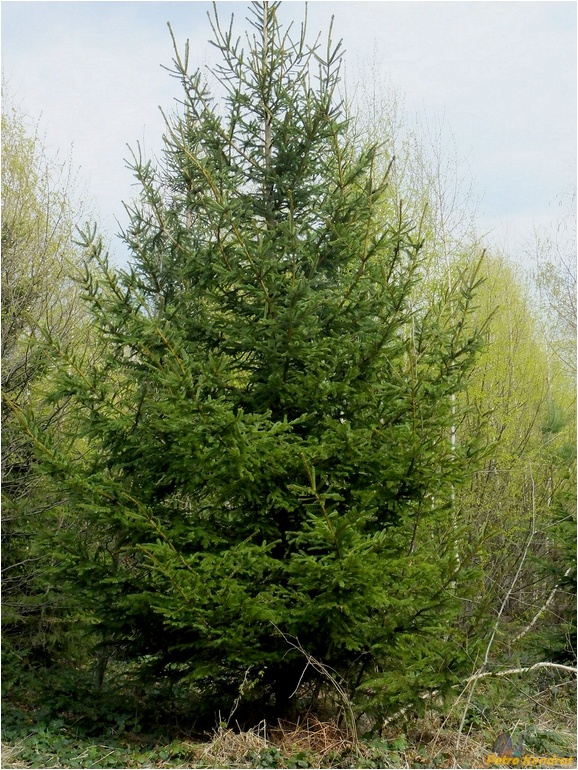 Изображение особи Picea abies.