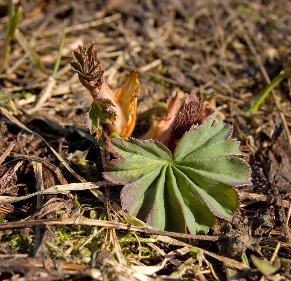 Изображение особи род Alchemilla.