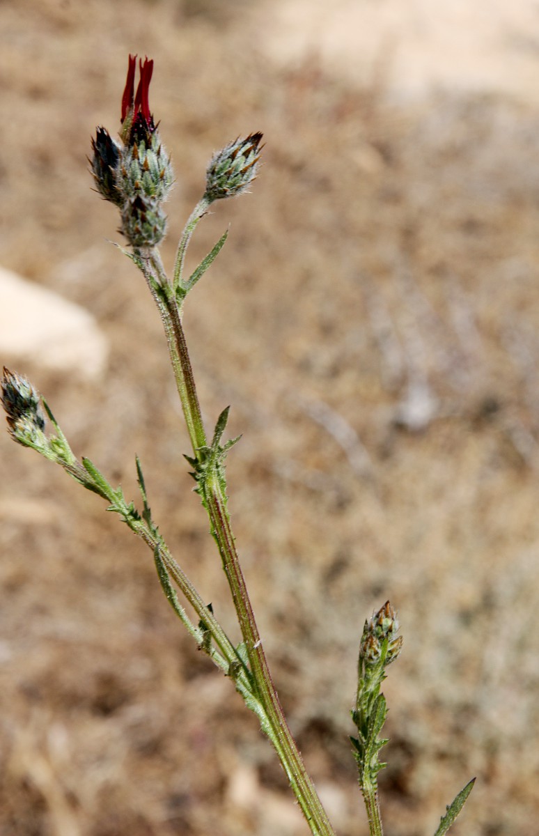 Изображение особи Volutaria tubuliflora.