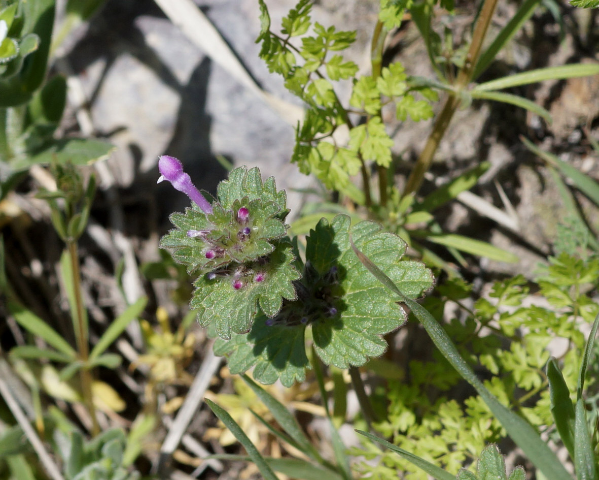 Image of Lamium amplexicaule specimen.