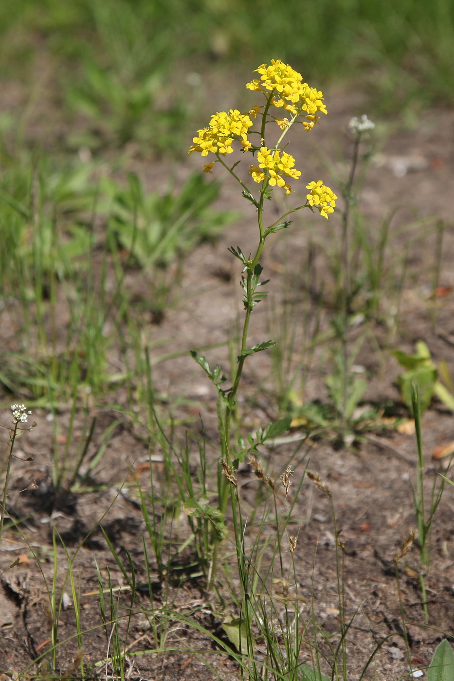 Изображение особи Barbarea vulgaris.