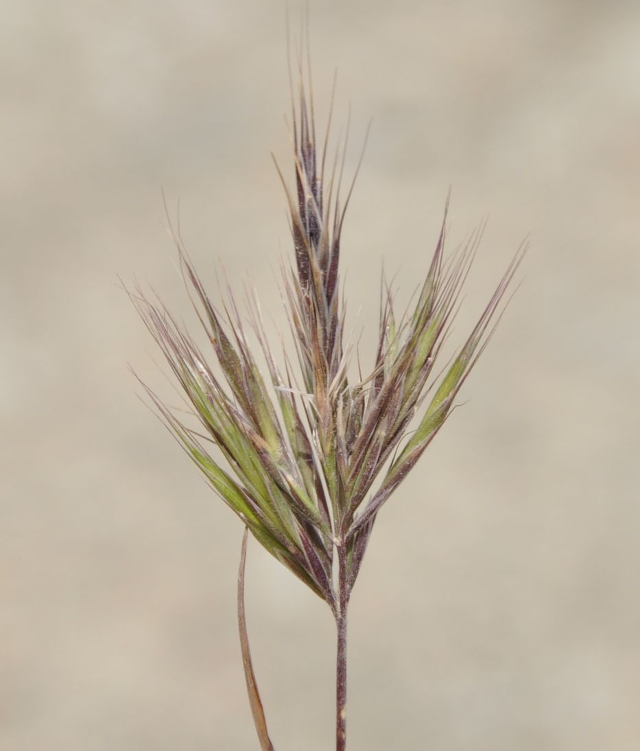 Изображение особи Anisantha madritensis.