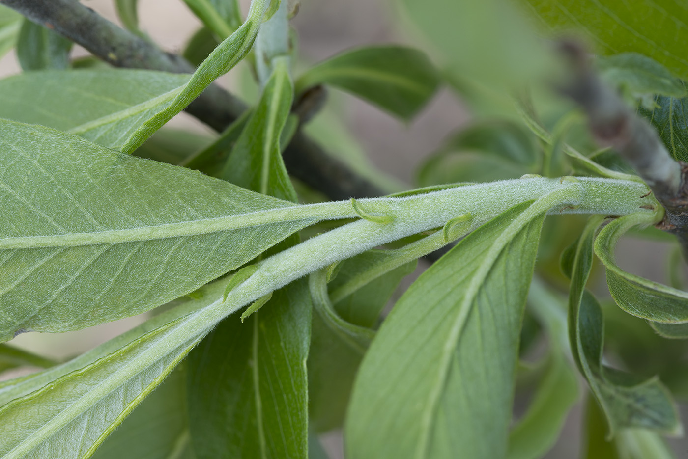 Image of Salix gmelinii specimen.