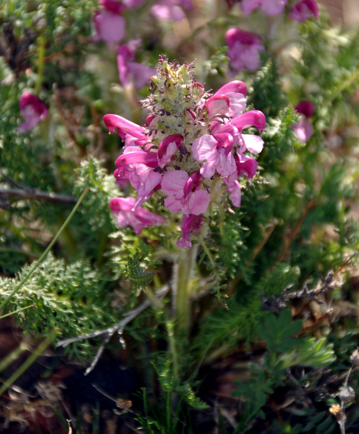 Image of Pedicularis rubens specimen.