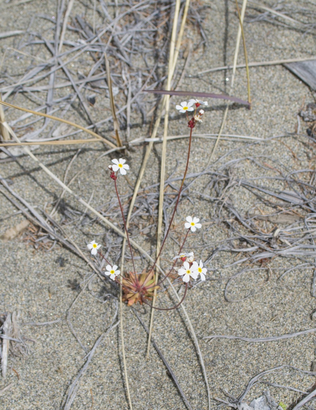 Image of Androsace lactiflora specimen.